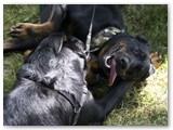 Leevi & Luna