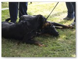 Leevi & Luna