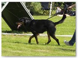 Leevi